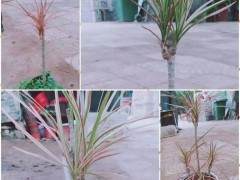 今天小编和您一起分享一下千年木盆景的制作小常识