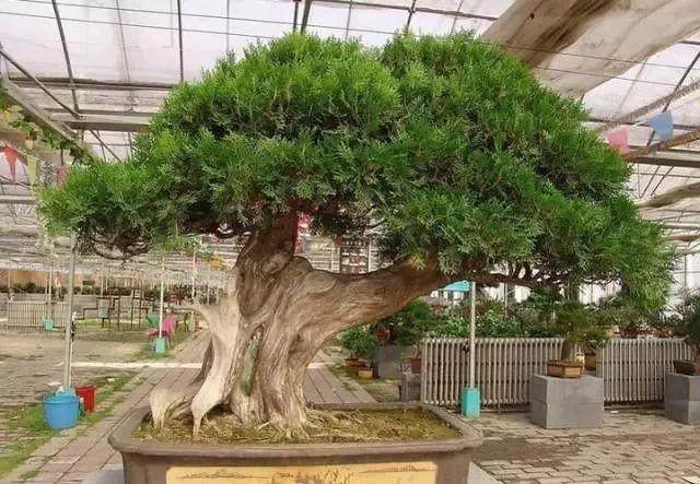 为什么盆景在北方并不是特别吃香?