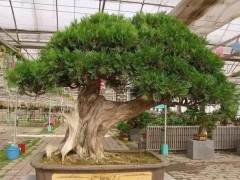 为什么盆景在北方并不是特别吃香？