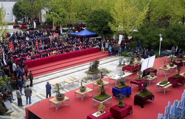 遵义首届金弹子盆景展在新蒲新区中轴公园举