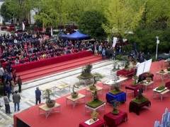 遵义首届金弹子盆景展在新蒲新区中轴公园举