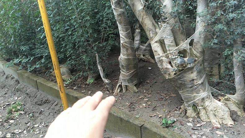 图解 盆景批发商是如何种植生桩的