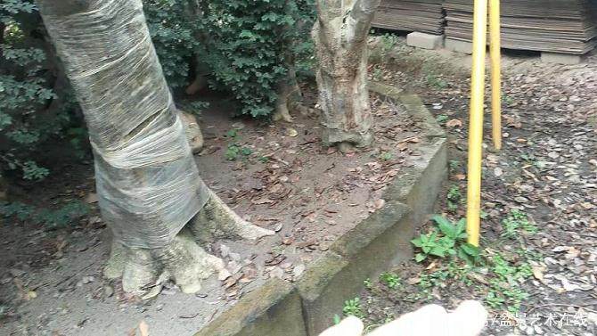 图解 盆景批发商是如何种植生桩的