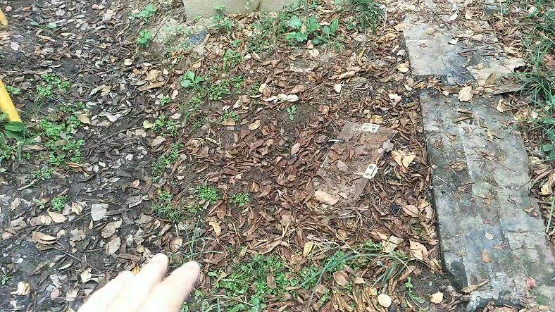 图解 盆景批发商是如何种植生桩的