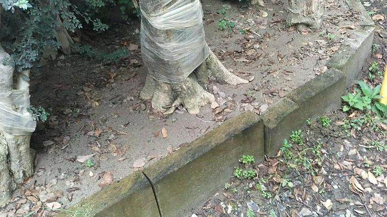 图解 盆景批发商是如何种植生桩的