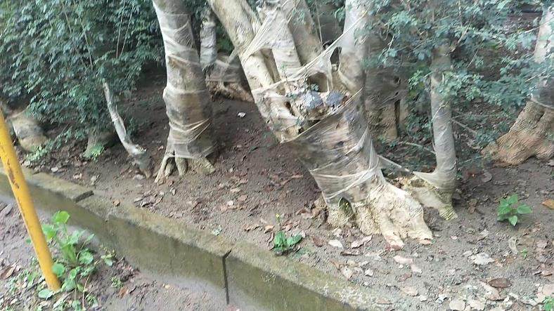 图解 盆景批发商是如何种植生桩的