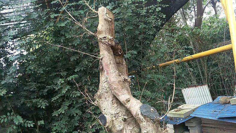 图解 盆景批发商是如何种植生桩的