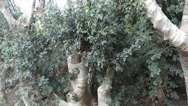 图解 盆景批发商是如何种植生桩的