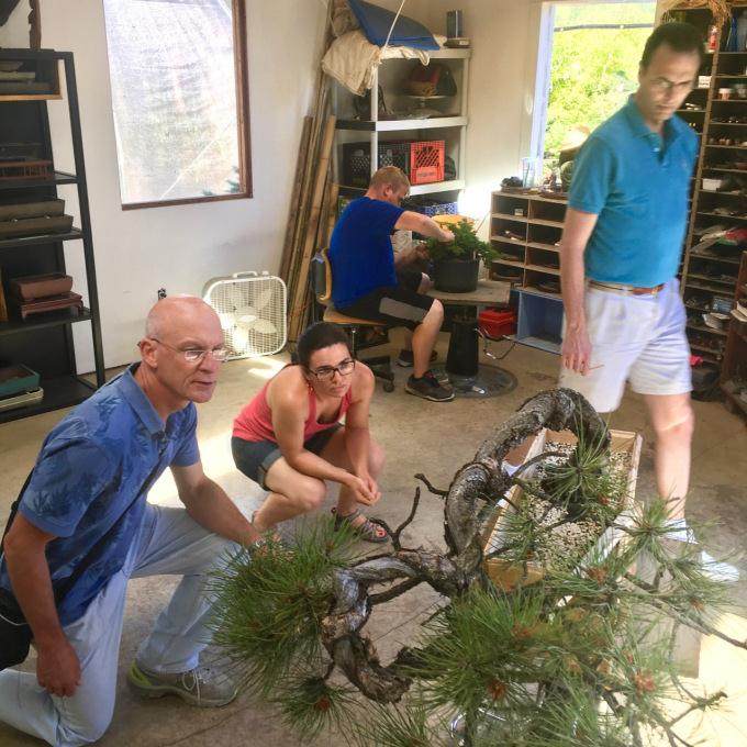 图解 看老外 如何制作真柏盆景的舍利干