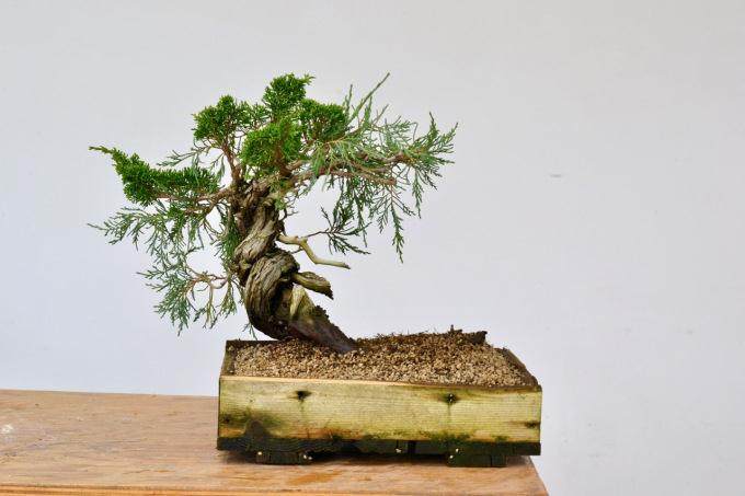 图解 看老外 如何制作真柏盆景的舍利干