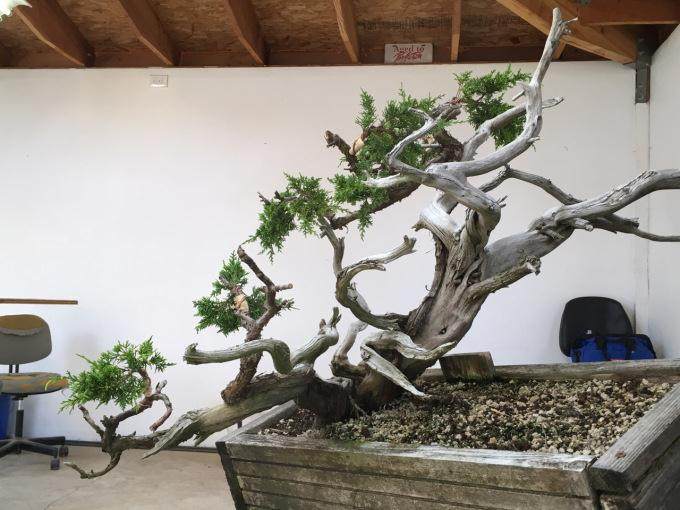 图解 看老外 如何制作真柏盆景的舍利干