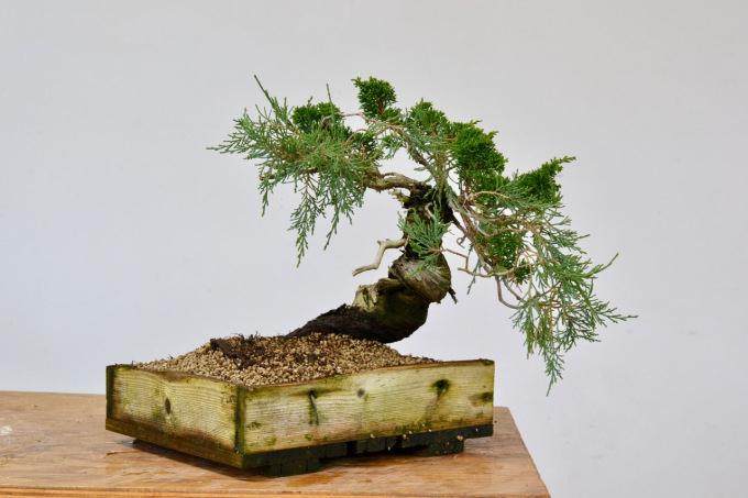 图解 看老外 如何制作真柏盆景的舍利干