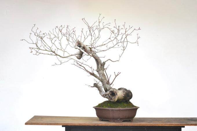 图解 看老外 如何制作真柏盆景的舍利干