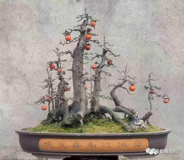 雨林式金弹子盆景10万元成交!