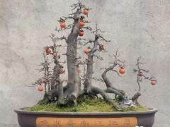 四川雨林式金弹子盆景10万元成交