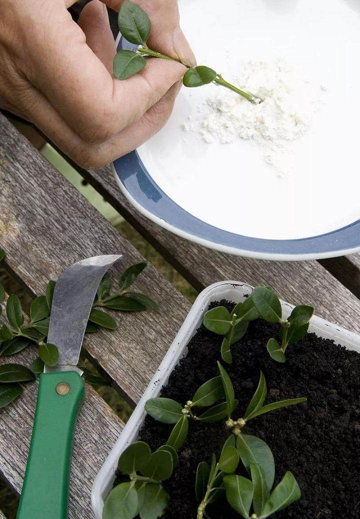 盆景素材扦插倍增法 这可是繁殖风险最低的方法