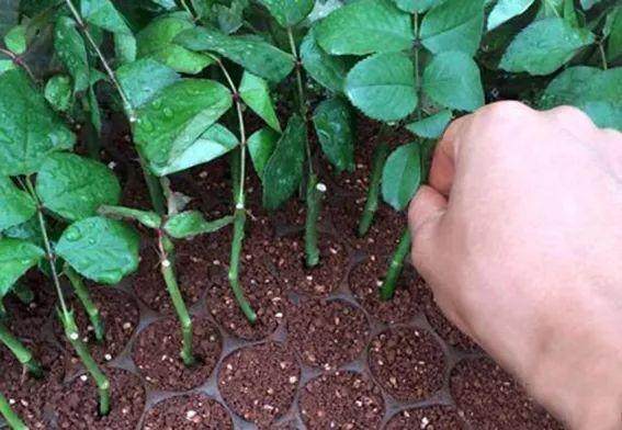 盆景素材扦插倍增法 这可是繁殖风险最低的方法