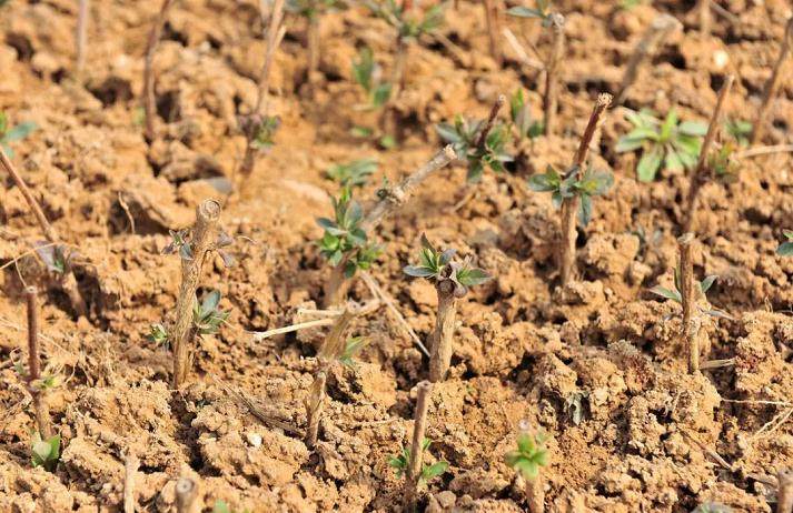 盆景素材扦插倍增法 这可是繁殖风险最低的方法