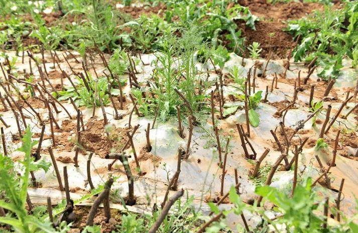 盆景素材扦插倍增法 这可是繁殖风险最低的方法