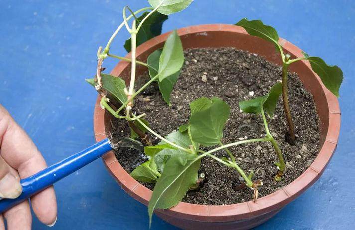 盆景素材扦插倍增法 这可是繁殖风险最低的方法