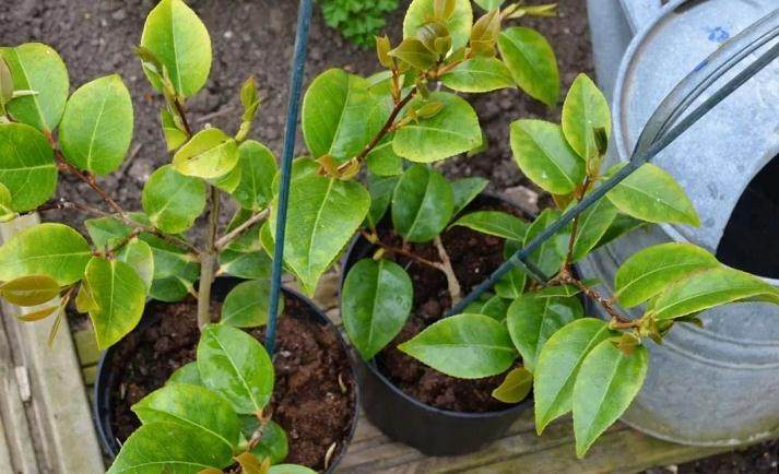 盆景素材扦插倍增法 这可是繁殖风险最低的方法