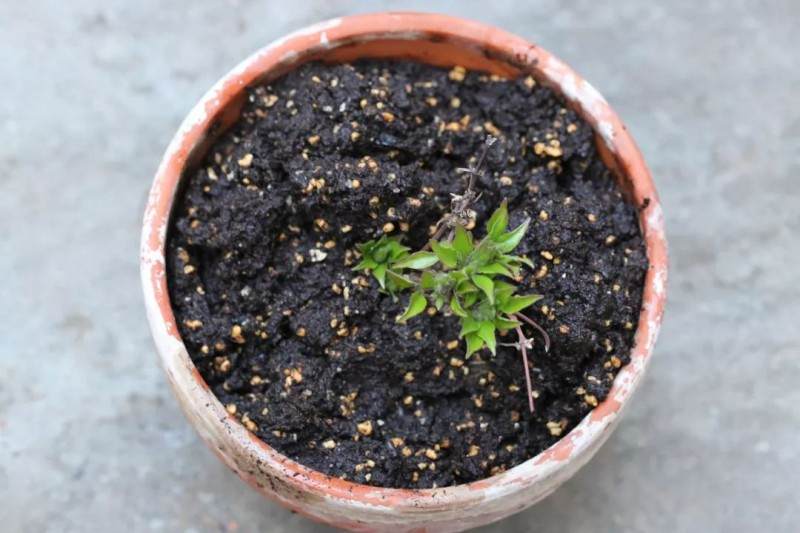 盆景素材扦插倍增法 这可是繁殖风险最低的方法