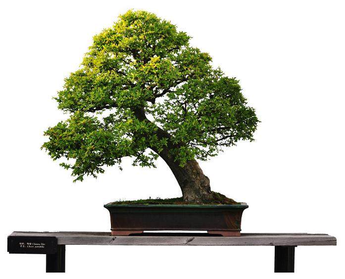 盆景植物对培养土配制的要求