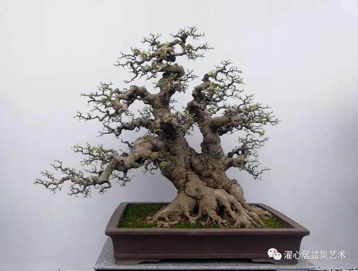 鉴赏岭南盆景要从观察赏析四个方面入手