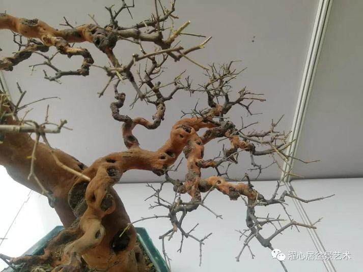 鉴赏岭南盆景要从观、察、赏、析四个方面入手