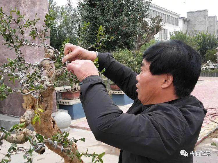 河南盆景协会在宁陵召开石榴盆景研讨会