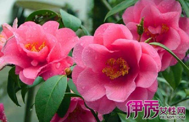 茶花盆景在春季该如何施肥