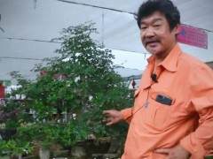 今天给大家带来的是一个对节白腊盆景树