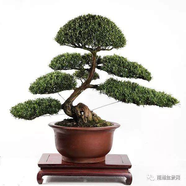 雀舌罗汉松盆景的浇水与施肥