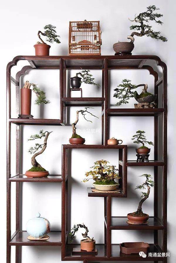 雀舌罗汉松盆景的光照温度与自繁自育