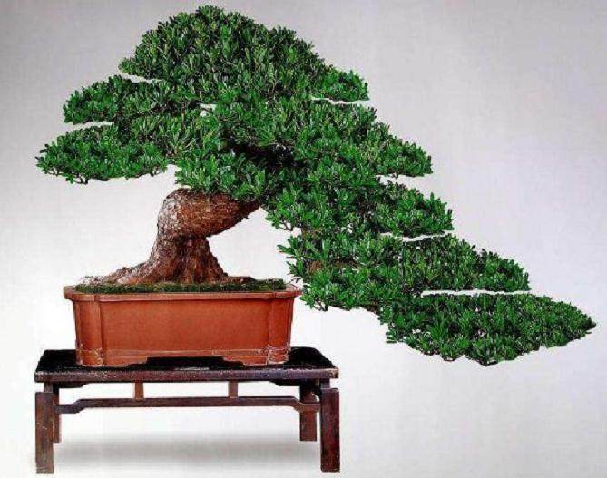 罗汉松盆景的病虫害防治办法