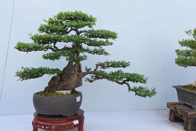 首届杭州盆景赏石艺术博览会 邀请函