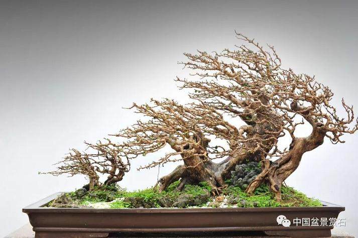 虚实相生是盆景艺术意境的结构特征