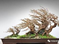 虚实相生是盆景艺术意境的结构特征