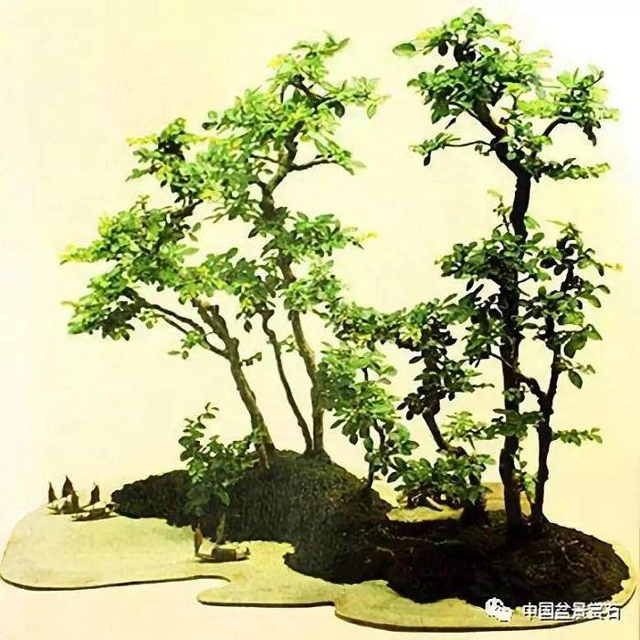 中国盆景要有“正气、朝气、书卷气”的著名论断