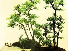 中国盆景要有正气朝气书卷气的著名论断