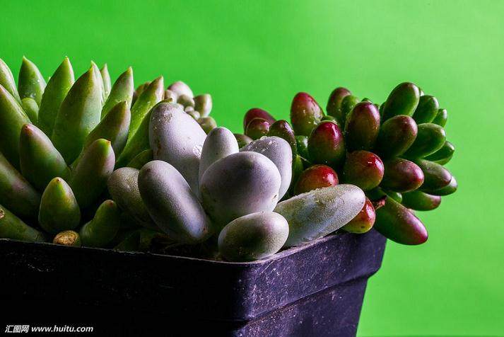 就多肉植物行业而言 创业中期的资金缺口较大