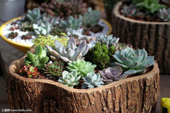 选择什么创业好?多肉:资金需求较低