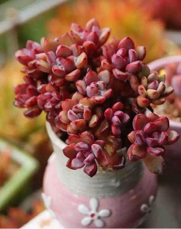 大学生多肉创业的挑战与对策摘要