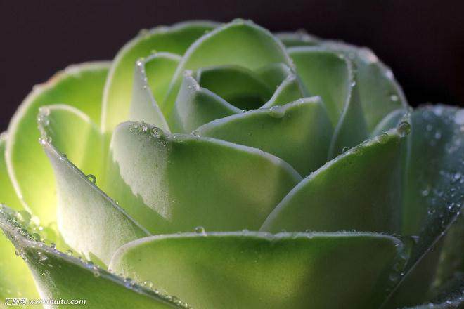 想在自己的办公桌上种几盆多肉植物