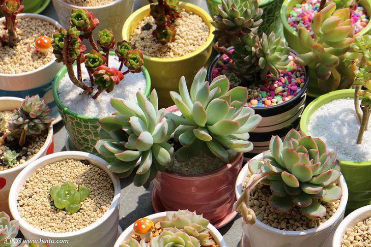 想在自己的办公桌上种几盆多肉植物