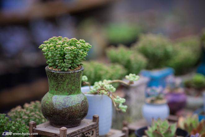 在他俩的大棚里 生长着100多个品种的小多肉