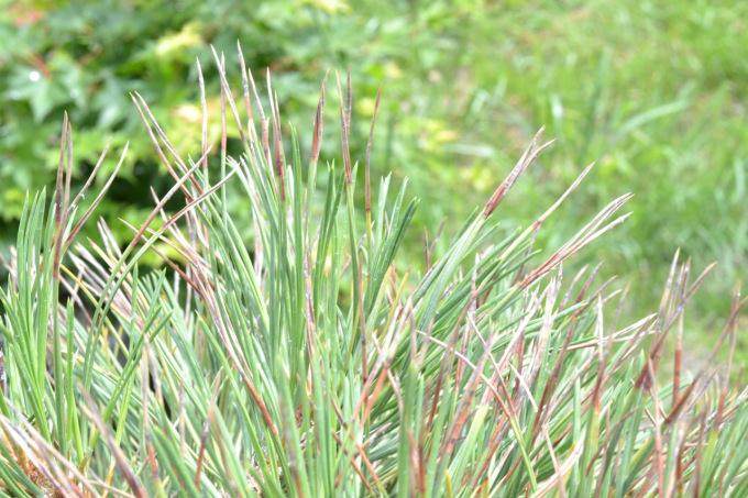 盆景讨论  那幅图是松树浇水过度