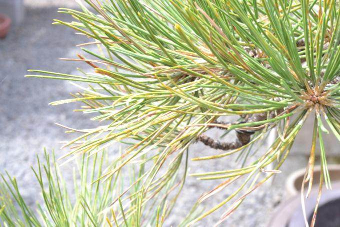 盆景讨论  那幅图是松树浇水过度