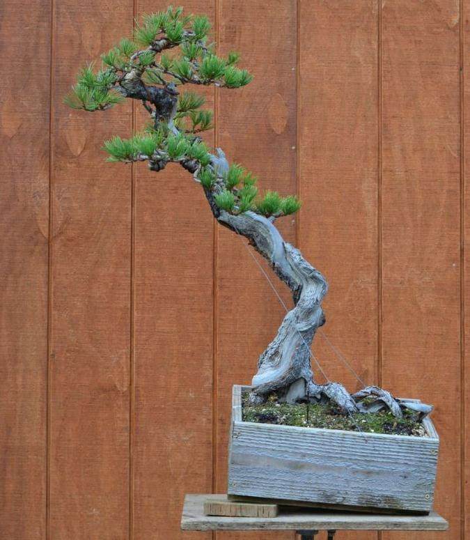 如何制作螺旋型松树盆景 图片