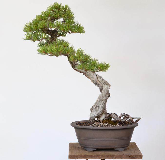 如何制作螺旋型松树盆景？